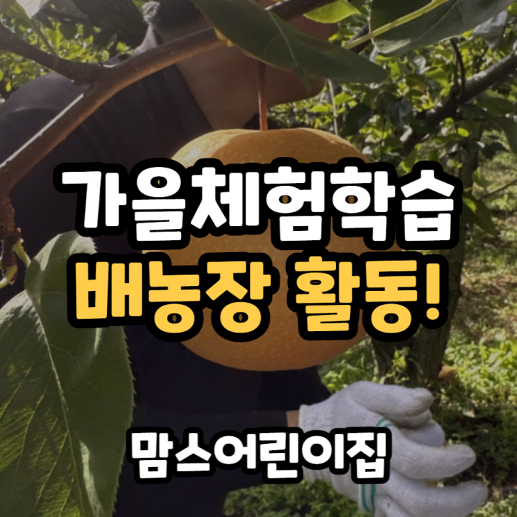  어린이집 가을체험학습 배농장 배따기 활동하고 왔어요!