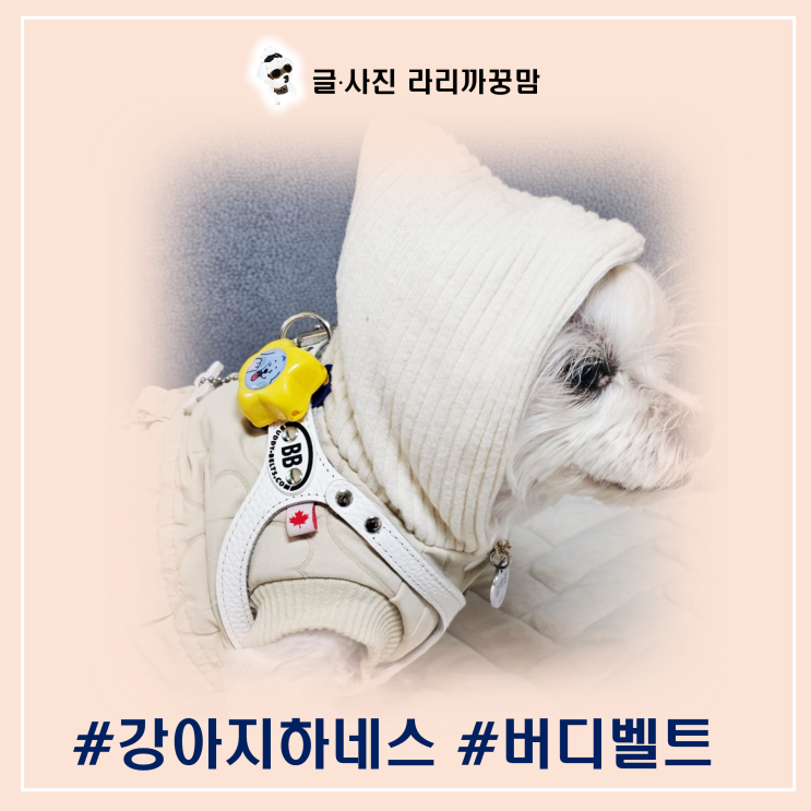  강아지 하네스, 버디벨트 착용법부터 사이즈 선택방법 총정리