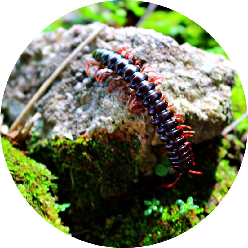 지네꿈 해몽 총정리 - 지네죽이는꿈, 지네나오는꿈, 지네에게 물리는꿈 해석법