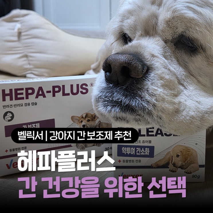  강아지 간보조제 추천 꾸준한 관리가 필요한 반려동물 간 건강을 위한 선택 벨릭서 헤파플러스 급여후기