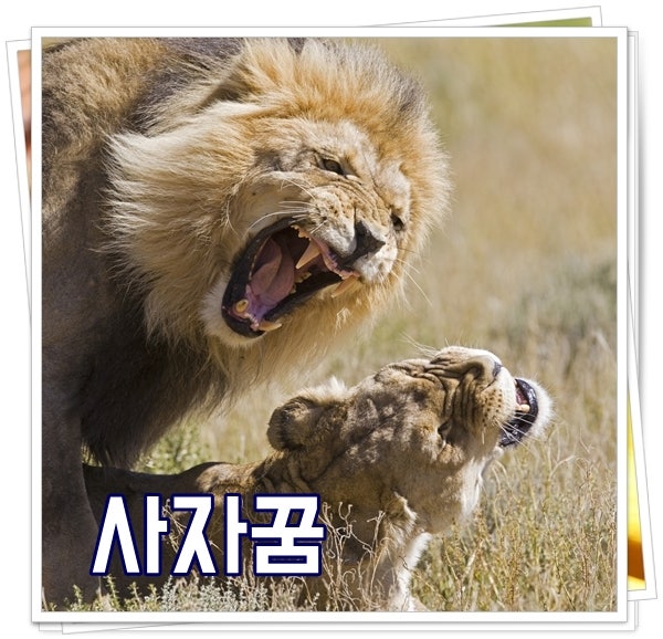 사자꿈 해몽 새끼사자꿈 임신 태몽 풀이