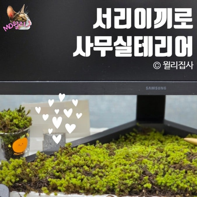  공기 정화 서리 이끼로 사무실 인테리어에 습도 조절까지