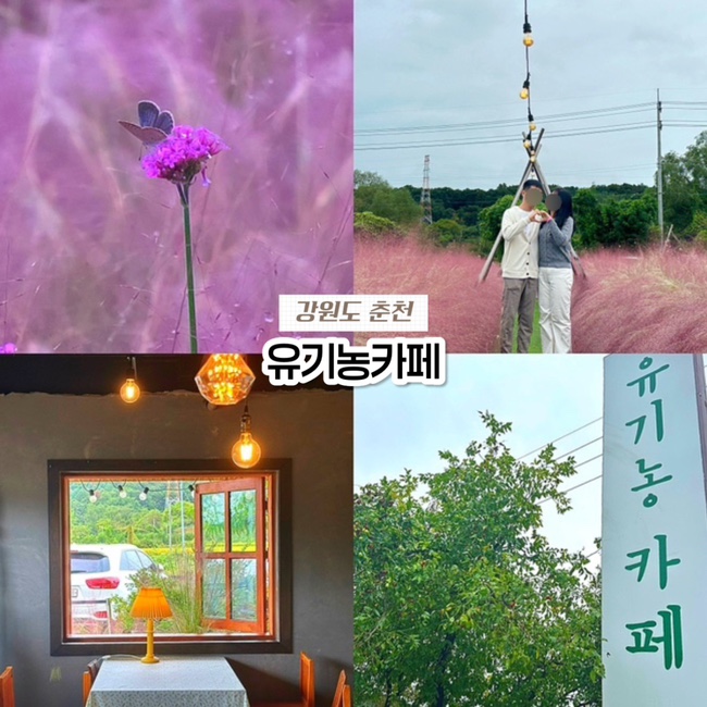  춘천 신북읍 카페, 유기농카페 핑크뮬리 포토존 맛집 인생샷 명소 후기