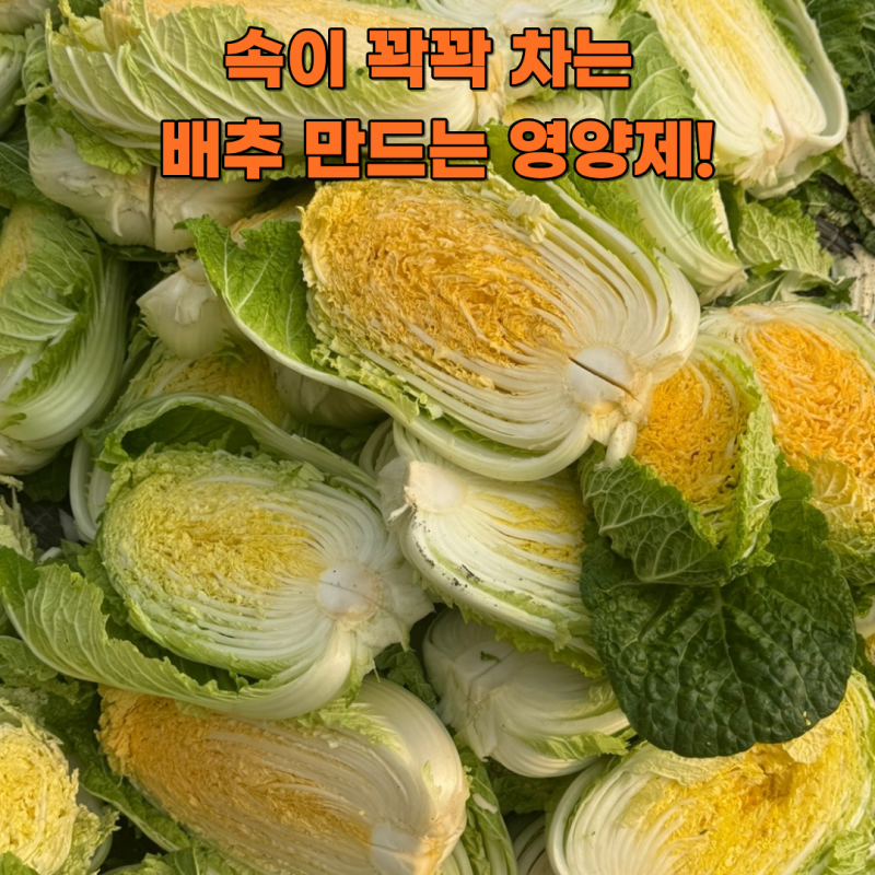 배추 영양제 주는시기 및 주는방법 제품추천