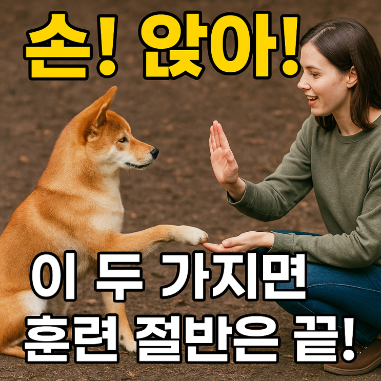  강아지 손·앉아 기본 훈련법｜초보 보호자도 쉽게 따라 하는 꿀팁