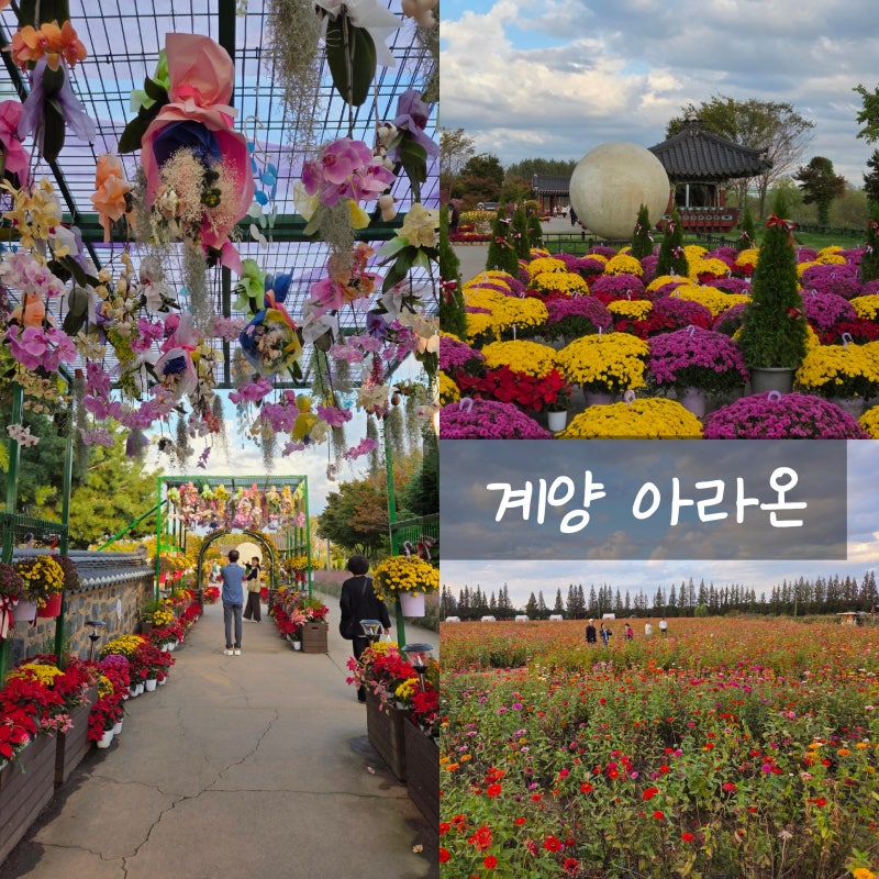 서울근교 인천 가을 국화꽃축제 계양 아라온, 부모님과 다녀온 가을 나들이