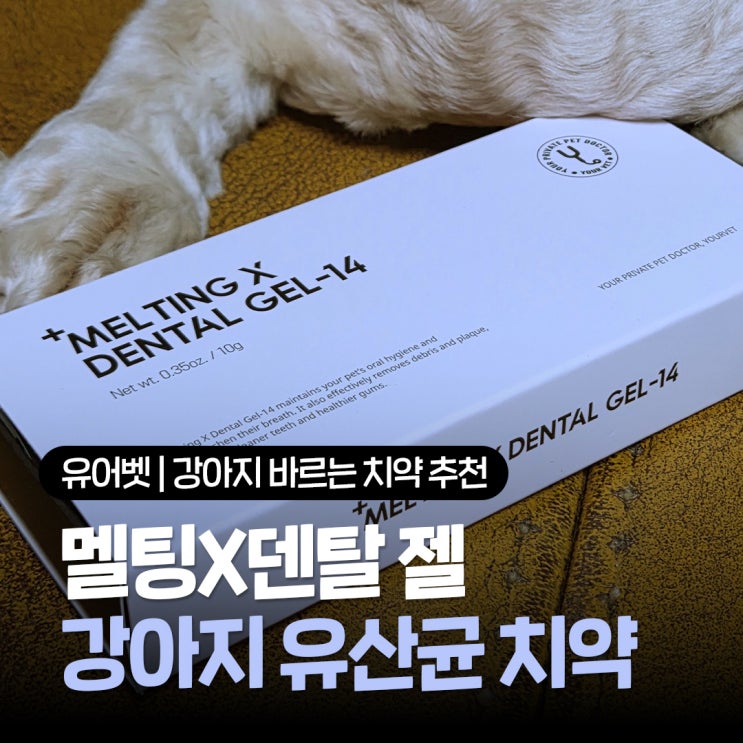  멜팅X덴탈겔-14 바르는 강아지치약 추천 유어벳유산균치약 사용한 솔직후기
