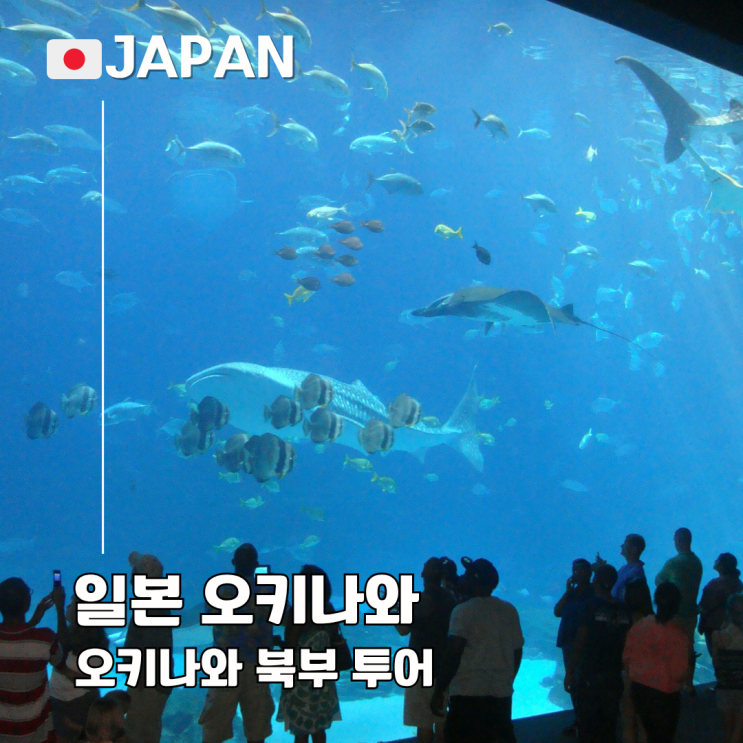  오키나와 북부 투어 츄라우미 만좌모 아메리칸 빌리지 할인쿠폰 뚜벅이
