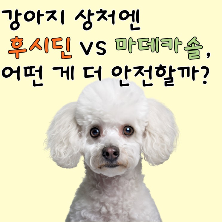  강아지 상처엔 후시딘 vs 마데카솔, 어떤 게 더 안전할까?