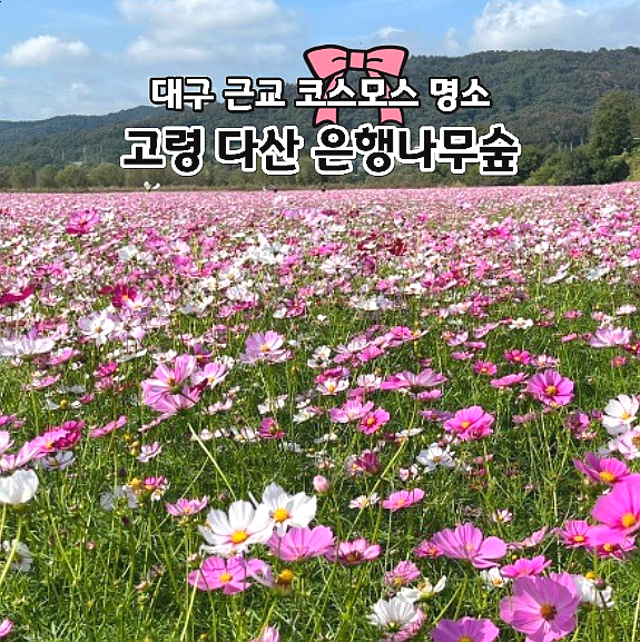  대구 근교 코스모스 명소 고령 다산 은행나무숲 꽃구경