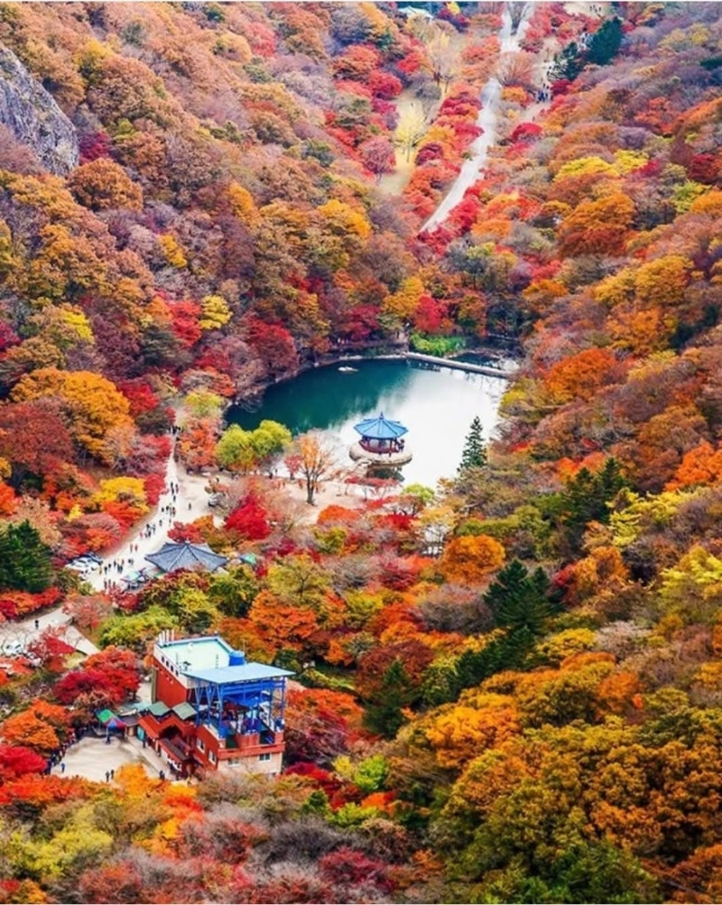 고실성형술