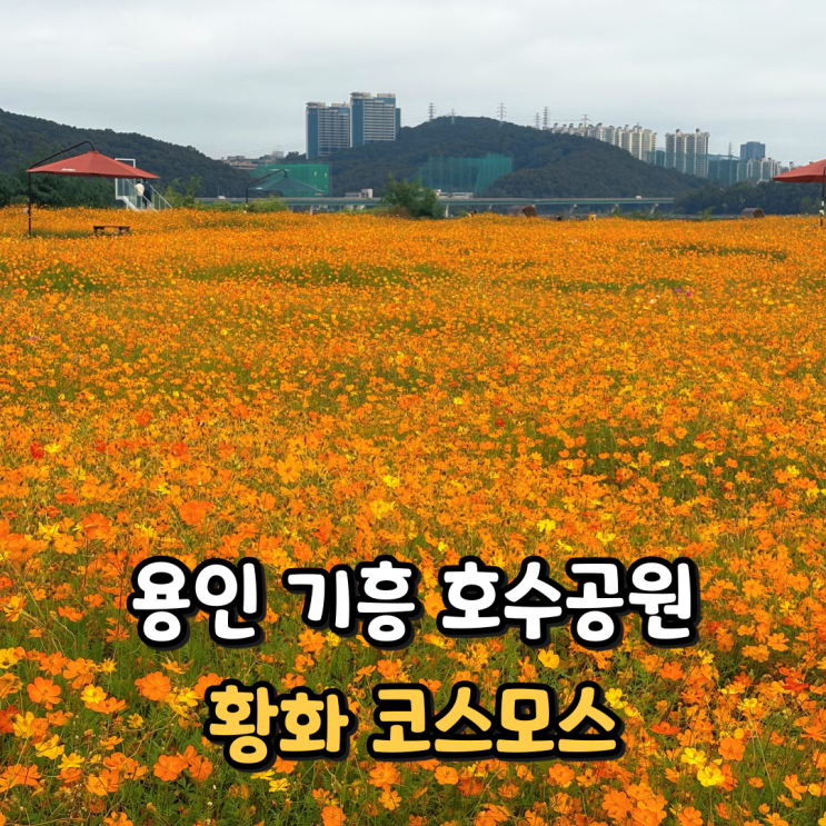  서울 근교 가볼만한 곳 용인 기흥 호수공원 황화코스모스 실시간 주차