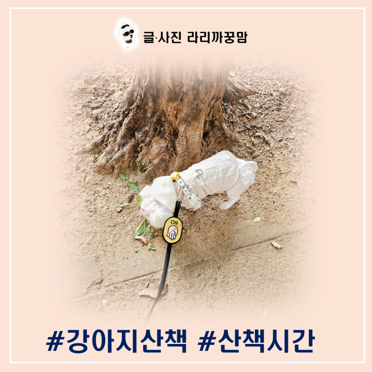  다리가 불편한 강아지 산책 시간과 안전하고 즐거운 산책 가이드