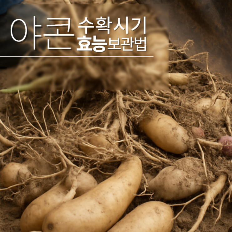  야콘 수확시기 캐는시기 효능 먹는법
