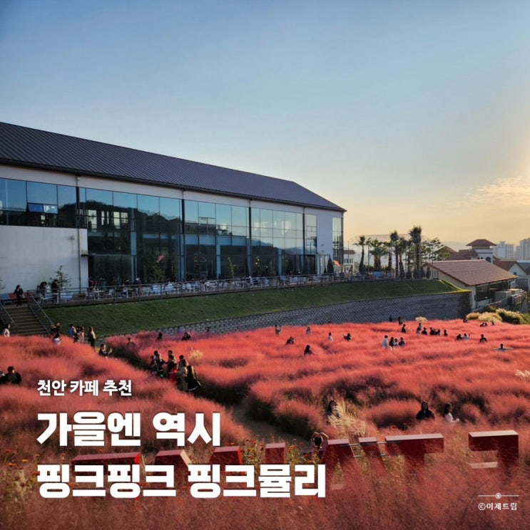  천안 핑크뮬리 명소 카페 핀스커피 가을 데이트 코스 핫플