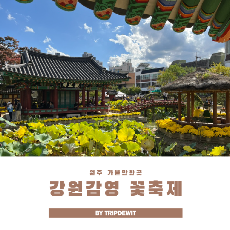  원주 강원감영 꽃 축제 가을 분위기 만끽