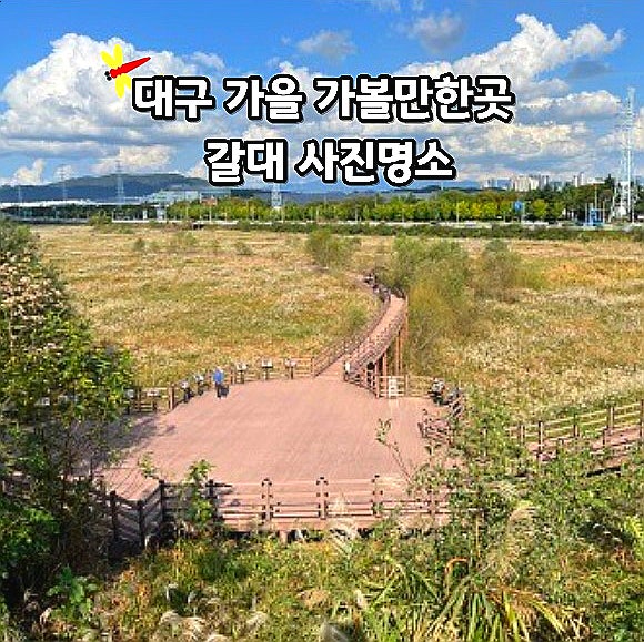 대구 가볼만한곳 대명유수지 달성습지 갈대 가을 사진명소