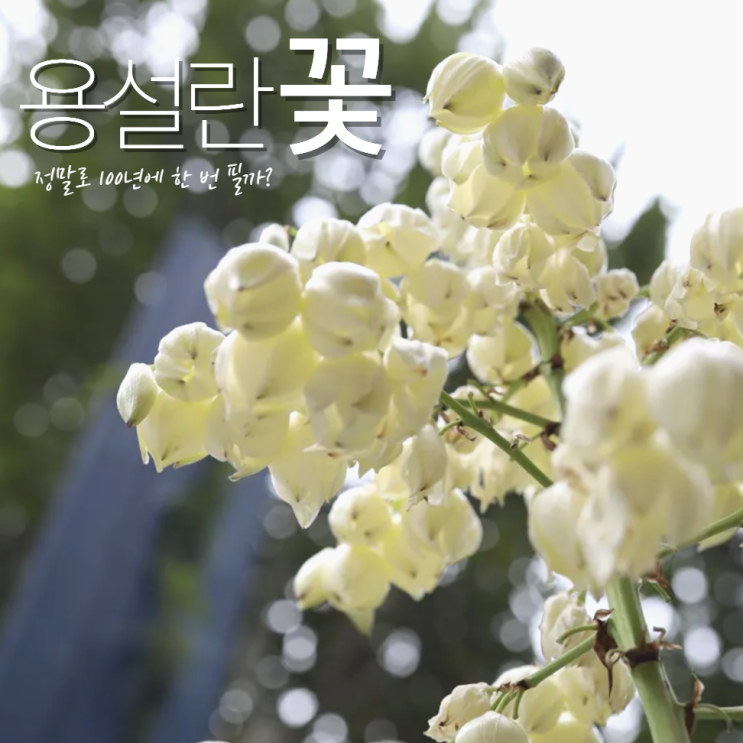  용설란 꽃 정말로 100년에 한 번 필까?