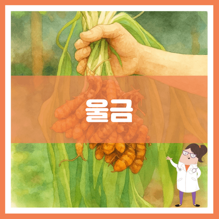  울금 효능 섭취방법 부작용