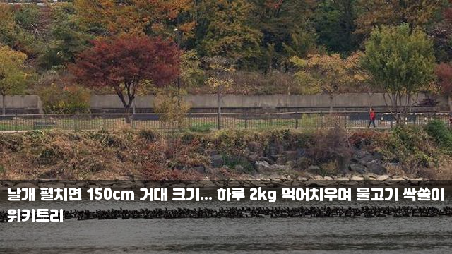 날개 펼치면 150cm 거대 크기... 하루 2kg 먹어치우며 물고기... 