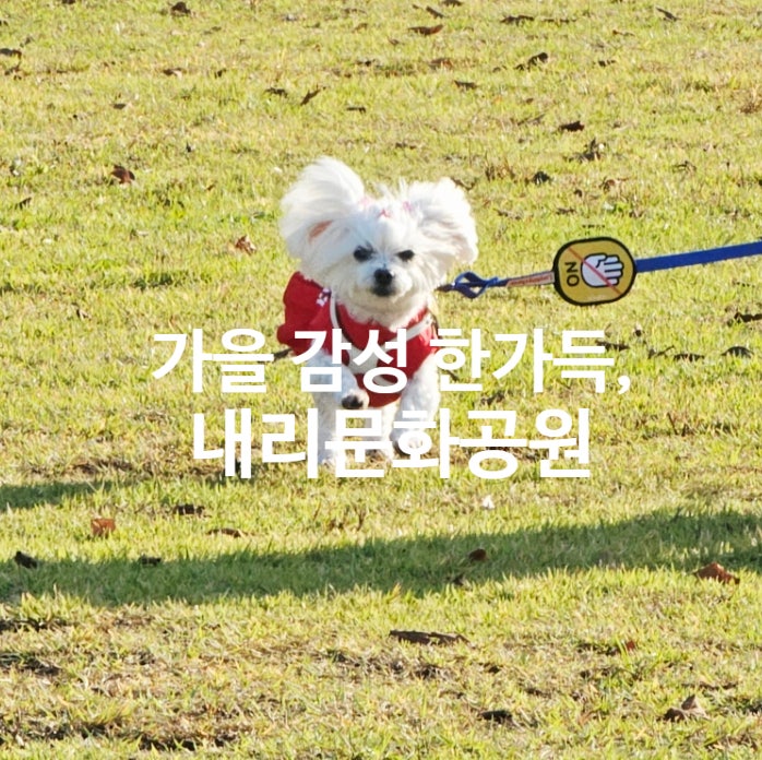  평택 핑크뮬리 명소, 내리문화공원에서 꿍이와 가을 산책했어요