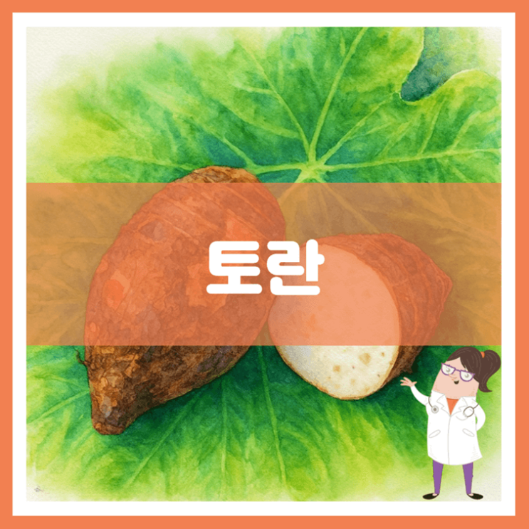  토란 효능 부작용 세척방법