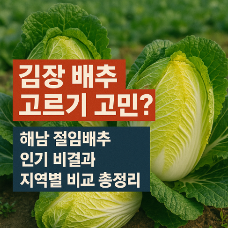  김장 배추 고르기 고민? 해남 절임배추 인기 비결과 지역별 비교 총정리