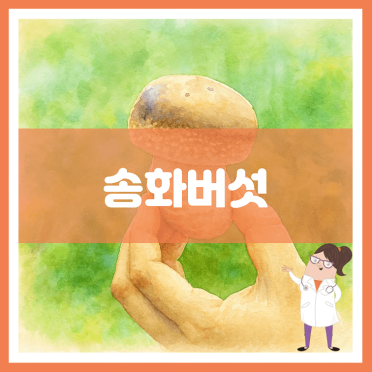  송화버섯 효능 부작용 먹는 방법