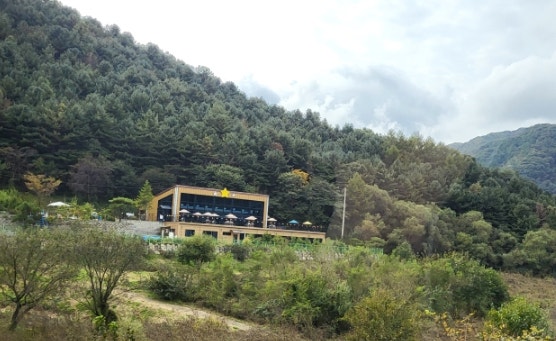별이 내리는 숲 사진 3