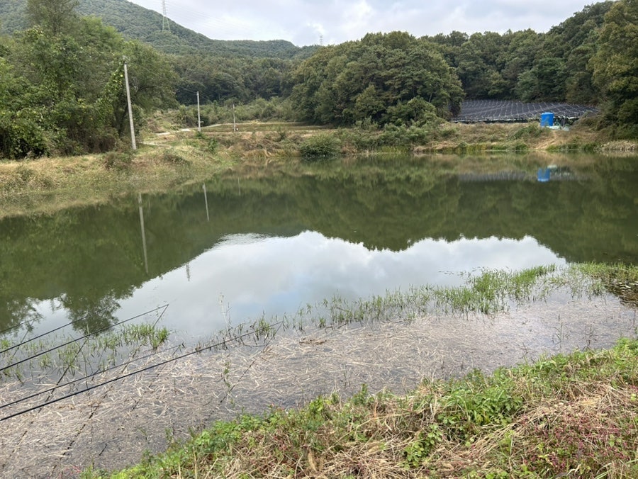 벌미못 사진 4
