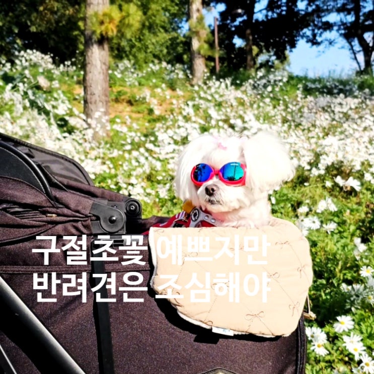  평택 내리문화공원 구절초 동산, 가을 향기 가득하지만 반려견 주의해야 해요