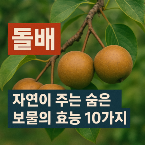  돌배, 자연이 주는 숨은 보물의 효능 10가지