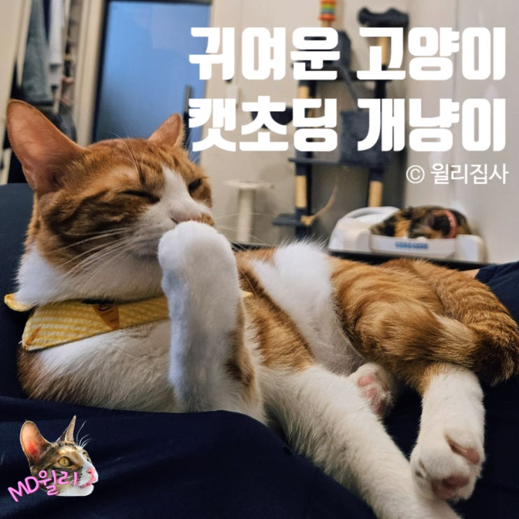  캣초딩 개냥이 키우기 귀여운 고양이 사진 모음 윌리의 하루