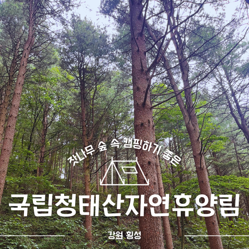 강원도 횡성 국립청태산자연휴양림 캠핑명당 야영장 데크 126번 예약 추천 후기