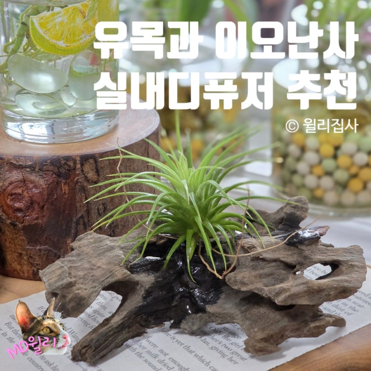  웰던네이처 우디디퓨저 이오난사 키우기 집들이 선물