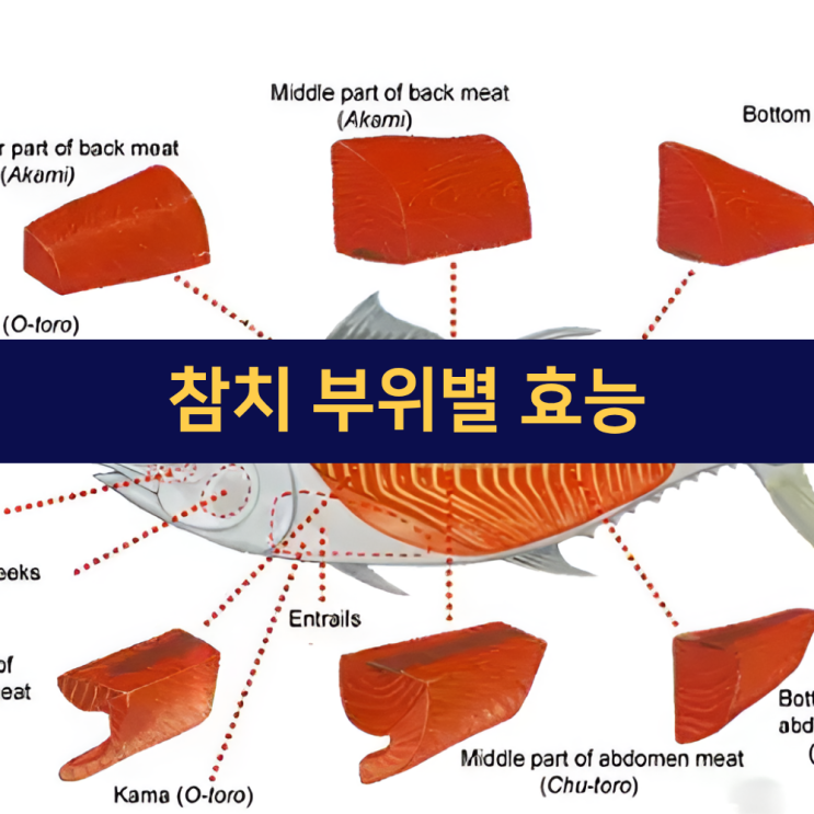  참치효능 | 참치 부위별 효능 | 아카미 | 츄토로 | 오토로 | 등살 | 뱃살 효능