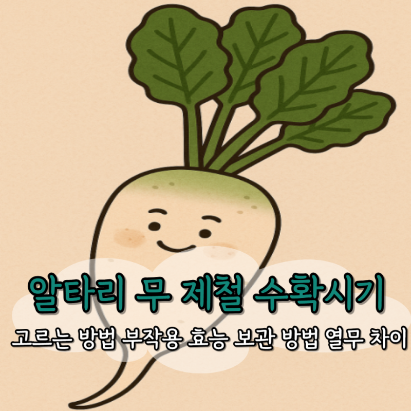 알타리 무 제철 수확시기 고르는 방법 부작용 효능 보관 방법 열무 차이