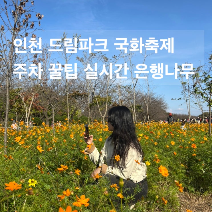  인천 가볼만한 곳 드림파크 야생화단지 국화축제 주차 실시간 핑크뮬리 은행나무길