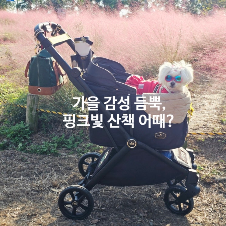  평택 강아지랑 갈만한 곳, 핑크뮬리 명소 내리문화공원에서 꿍이와 가을 산책때도 로얄테일즈와 함께