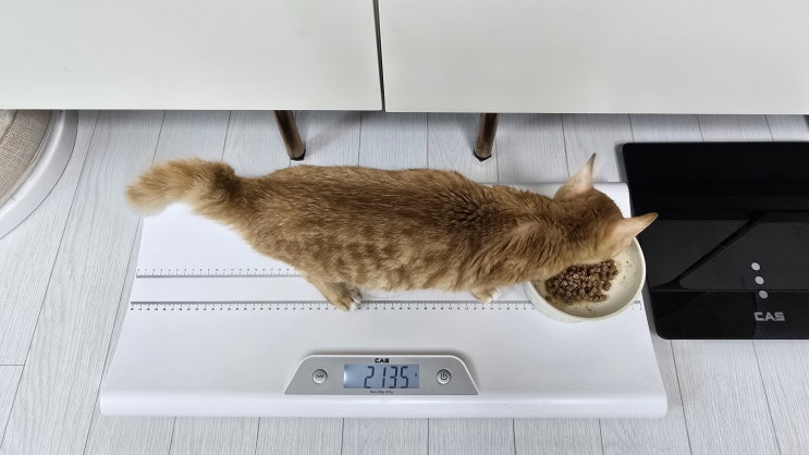  체중 안정기와 행동 변화 관찰 - 고양이 복막염 신약 치료