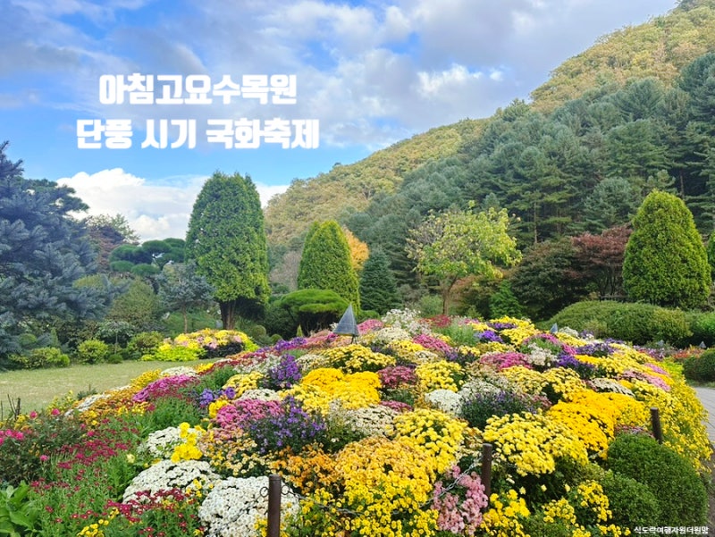 아침고요수목원 단풍 절정 시기와 국화축제 전시회 솔직 방문 후기와 알차게 즐기기 팁
