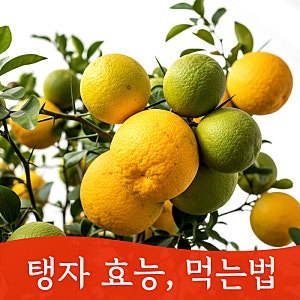 탱자 효능과 먹는법, 탱자나무 열매 섭취 시 부작용까지