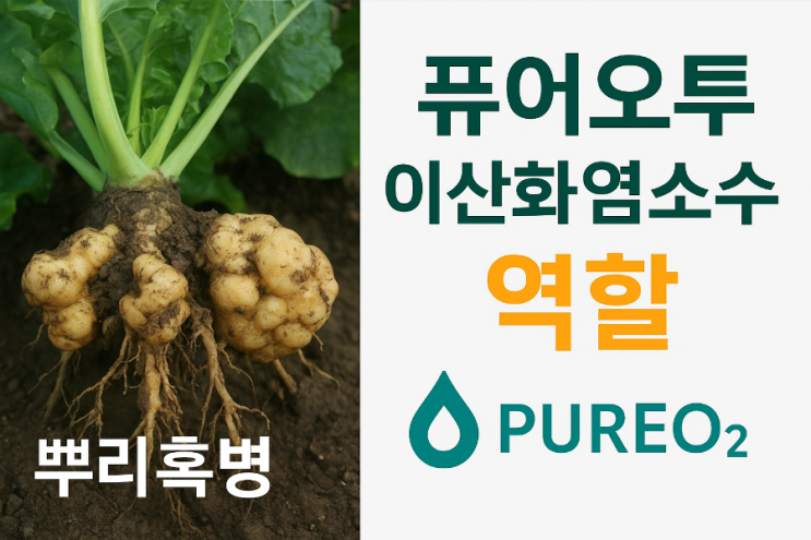 「뿌리혹병의 발생원인과 증상, 그리고 퓨어오투 이산화염소수의 역할과 기대효과」