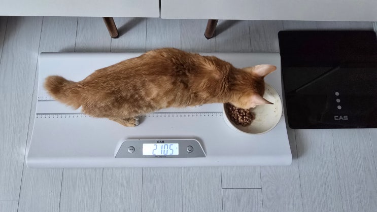  대소변 변화와 모카의 새로운 일상 - 고양이 건식 복막염