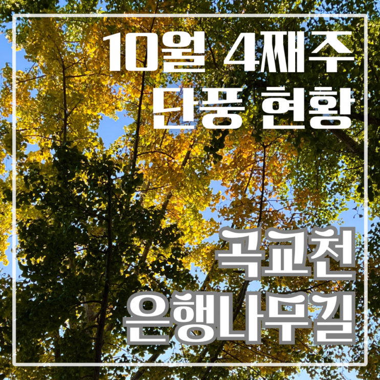  아산 곡교천 은행나무길 단풍 실시간 현황 곡교천 코스모스 만개 소식!