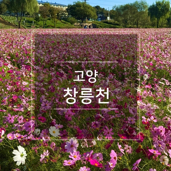 고양 창릉천 코스모스 축제 강매석교공원 행주산성 가을 꽃구경명소 경기도 꽃축제 고양시 ....