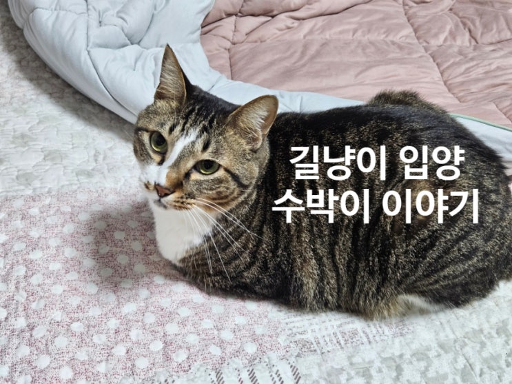  길냥이를 가족으로 맞이하기 전, 수박이가 알려주는 현실 조언