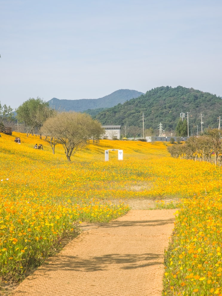  나주 영산강정원 코스모스 광주 근교 아이와 가볼만한곳