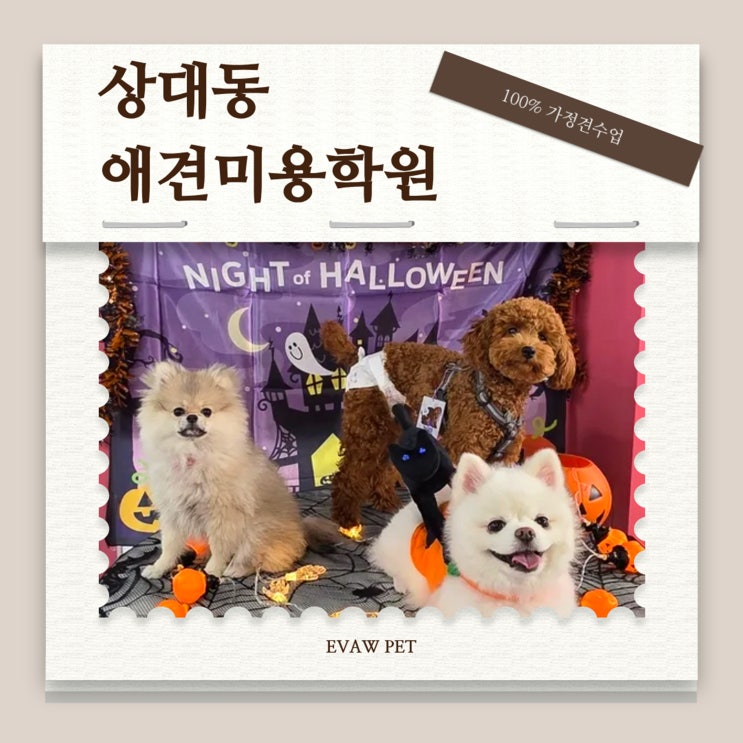  상대동애견미용학원 현장 중심 교육으로 연결되는 실무형 인재 양성
