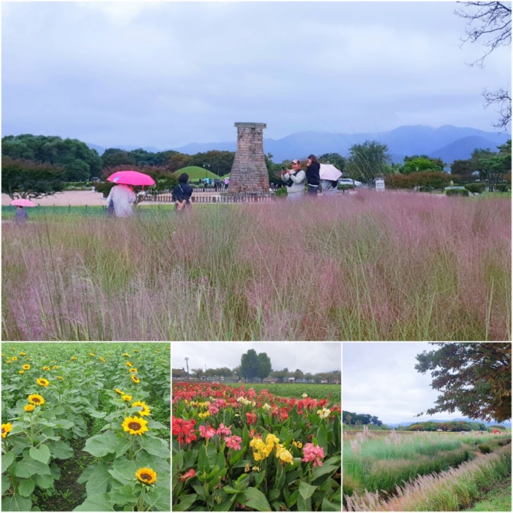  경주 첨성대 핑크뮬리 비단벌레차 국내 가을여행지 추천